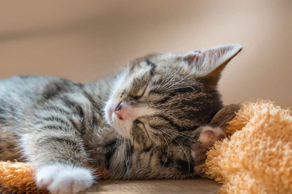 cat, pet, asleep-8130334.jpg